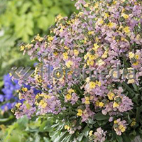 ERYSIMUM